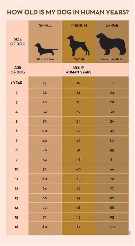 How Are Dogs Years Calculated at Sarah Mcgovern blog