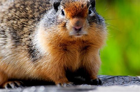 Columbian Ground Squirrel Photograph by Don and Bonnie Fink