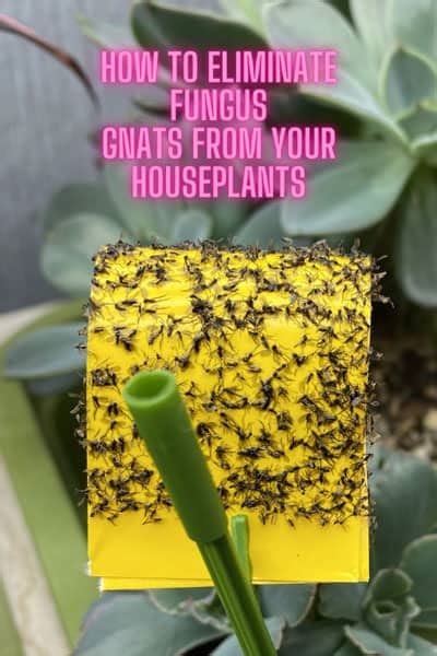 Eliminating Fungus Gnats: 3 Easy Steps for Your Houseplants