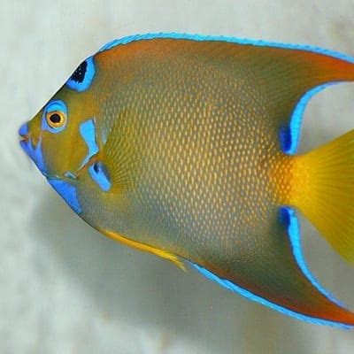 Queen Angelfish - Denver Zoo