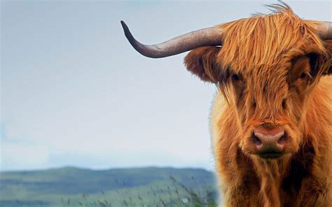 Highland Cow Wallpapers - Top Free Highland Cow Backgrounds ...