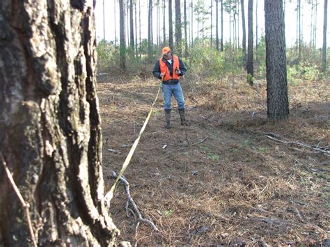 A Guide to Pine Trees in Georgia - Green Hill Land & Forestry