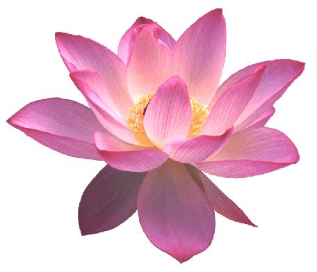 lotus flower transparent background - Clip Art Library