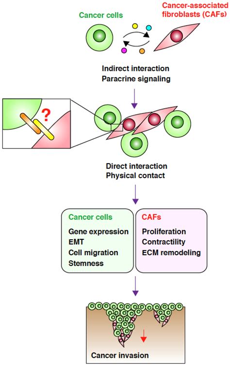 Cancers | Special Issue : Cancer-Associated Fibroblasts