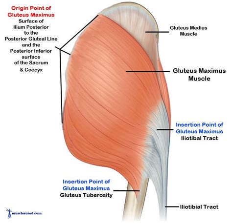 Gluteal Muscles Diagram