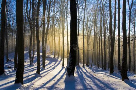 Forest dawn stock image. Image of early, sunrise, rays - 19445585