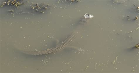 Snouts out! Submerged alligators adapt to ice-covered ponds