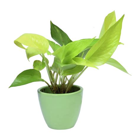 Buy Golden Money Plant Online in India - Vitri Greens