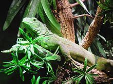 Green iguana - Wikipedia