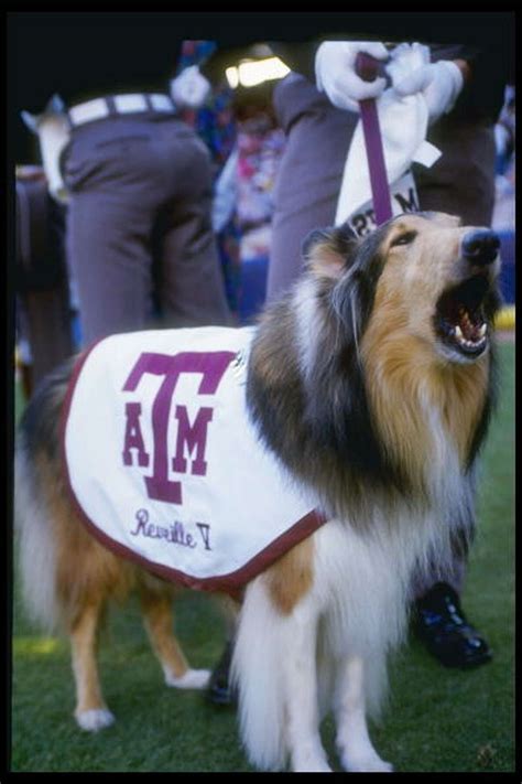 Aggie mascot Reveille VIII to retire at school year's end