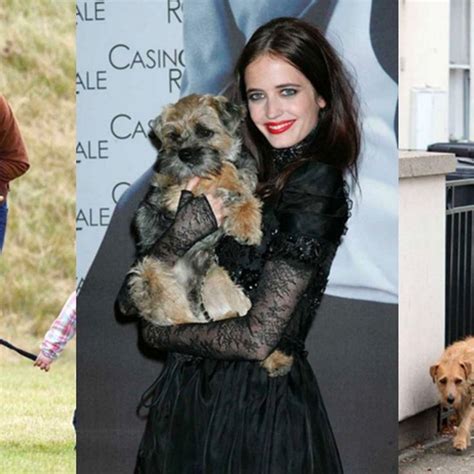 celebrities dog - Google Search | Dog owners, Celebrity dogs, Dogs