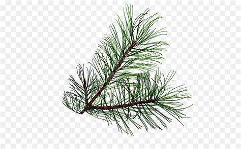 pine tree border clipart 10 free Cliparts | Download images on Clipground 2025