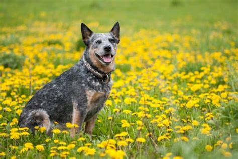 Blue Heeler – Everything You Could Want to Know!