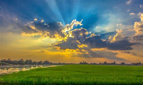 Beautiful Landscapes with Rice Fields and Blue Sky Stock Photo - Image ...