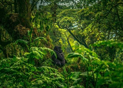 looking away, Photography, Gorillas, Green, Trees, Plants, Moss ...