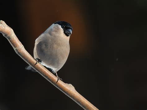 Photo Collection: Passerine, Bird