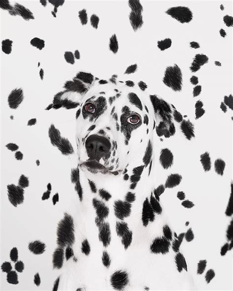 Spot The Dog on Behance