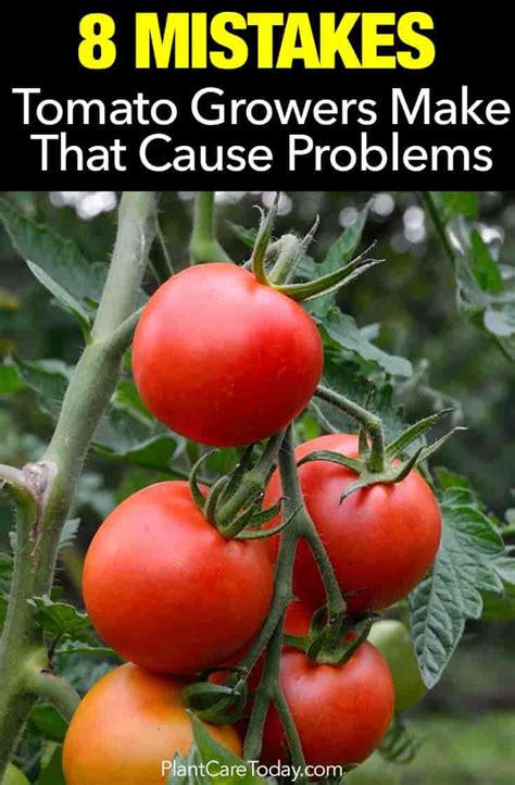 8 Tomato Plant Growing Mistakes - Do You Make Any?