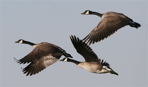 Why are Canada geese flying north in December? | The Town Line Newspaper