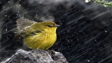 birds water drops rock rain Wallpapers HD / Desktop and Mobile Backgrounds