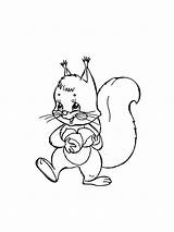Squirrel Holding Nuts coloring Page sketch template