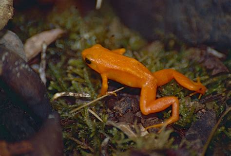 Golden Mantella (Mantella aurantiaca) (captive specimen) | Flickr