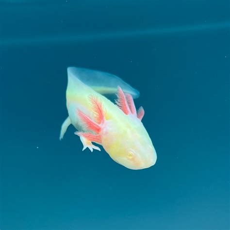 GFP Albino Axolotl | Axolotls For Sale | Axolotl Planet