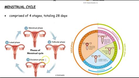 Female Reproductive System Cycle