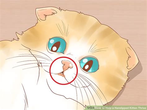 3 Ways to Help a Harelipped Kitten Thrive - wikiHow Pet