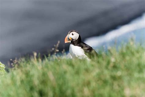 Ingólfshöfði Puffin Tour - We saw puffins in Iceland!! - Wandertooth Travel