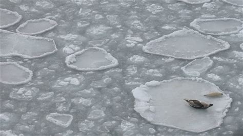 Lack of ice causing Gulf of St Lawrence seals to move – RCI | English