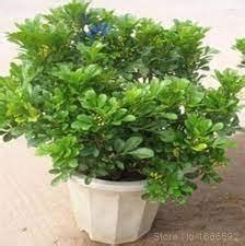 Aglaia Odorata Bonsai Rare Balcony Potted Plant - 100 Seeds