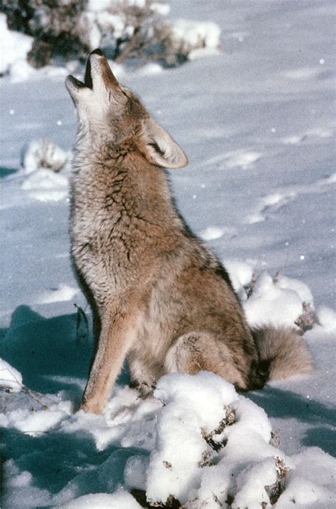 Coyote howling – Humane Wildlife Control Society