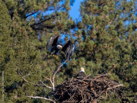 Bald Eagle Nesting Pair Stock Photo | Adobe Stock