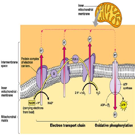 OXIDATIVE PHOSPHORYLATION, ELECTRON TRANSPORT CHAIN — Biology Notes