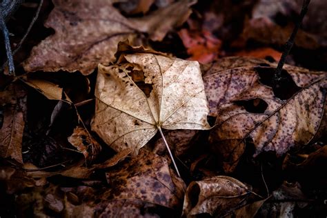 New England Fall Foliage Photography, Macro Print, Large Photo Print, Autumn Photography, Nature ...