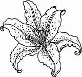 Stargazer Lily Coloring Pages sketch template