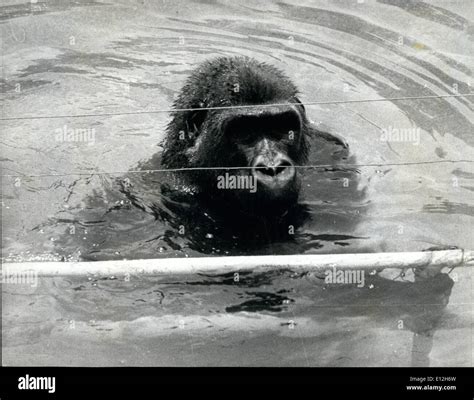 Gorillas and water hi-res stock photography and images - Alamy