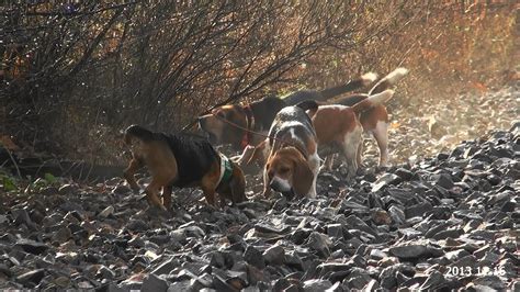 Skyview's Beagles Rabbit Hunting WV Fun Hunt - YouTube