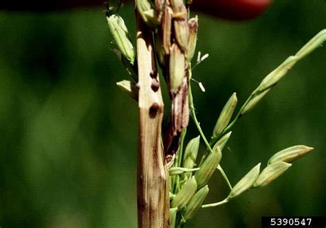 Rhizoctonia damping-off, blight and rot (Rhizoctonia solani ) on rice ...