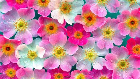 Nature Flower Wallpaper - WallpaperSafari