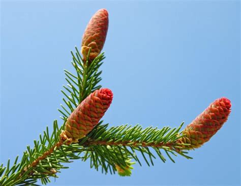 Premium Photo | Fir tree cones