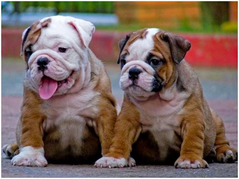 Toy Bulldog - Puppies, Breeders, Pictures, Facts, Temperament, Diet | Animals Adda