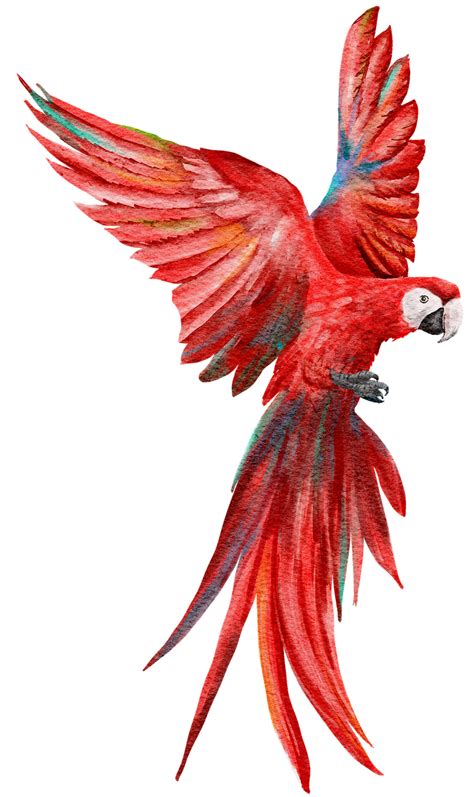 Scarlet Macaw Parrot Fly - Free image on Pixabay