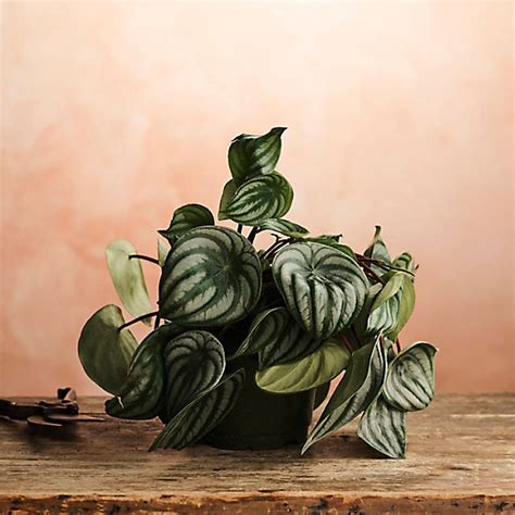 Watermelon Peperomia - Terrain