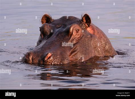 Hippopotamus river horse animal water hippo Hippopotamus river horse ...