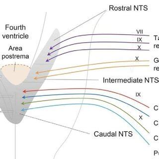 The AP, the dorsal motor nucleus of X, and the nucleus of the solitary... | Download Scientific ...