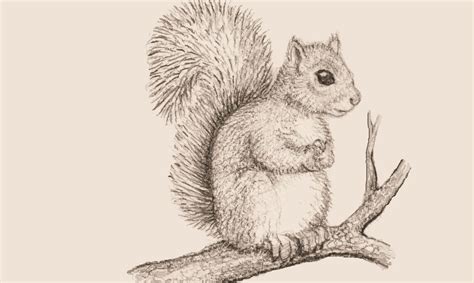 Squirrel in a tree ACEO, in sepia Sepia, Squirrel, Owl, Bird, Tree, Drawings, Animals, Painting ...