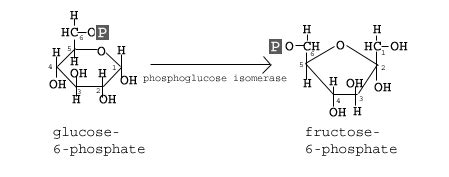 Which Enzyme Converts Glucose-6-phosphate to Fructose-6-phosphate - JensenkruwHurst