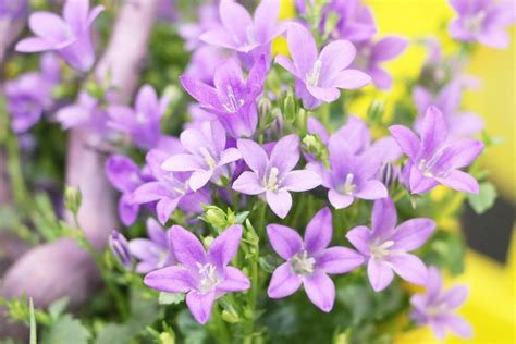 Bellflower Plant, Campanula Rotundifolia Flower Varieties - How to Care - Plantopedia